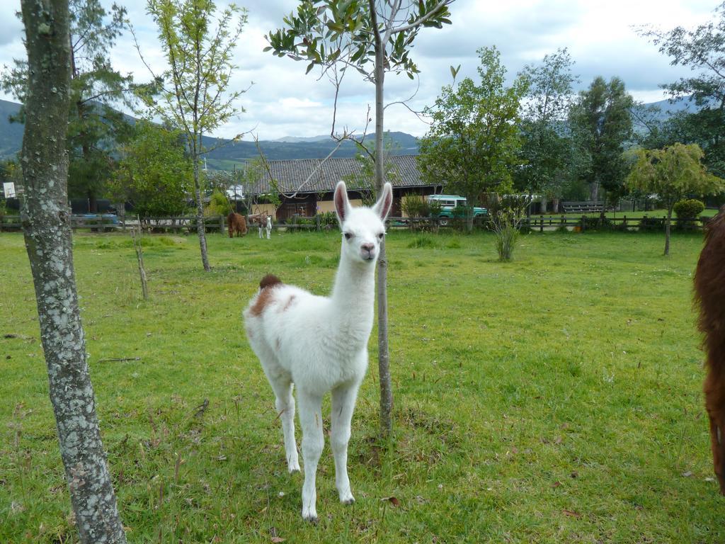 Hacienda Hosteria San Luisカヤンベ エクステリア 写真