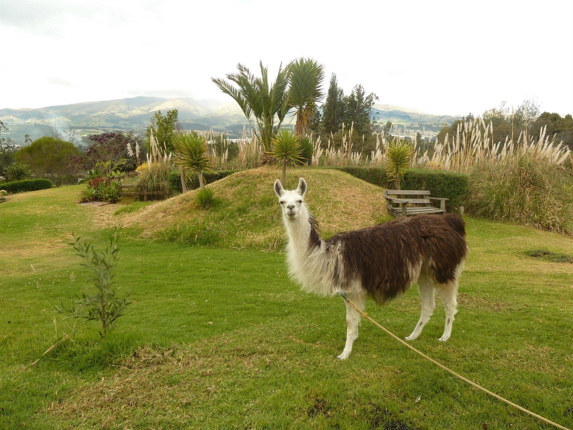 Hacienda Hosteria San Luisカヤンベ エクステリア 写真